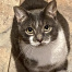{petName}, a White, Dark-grey Manx Cat