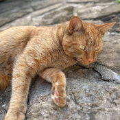ROONEY, a Orange Breed Unknown Cat