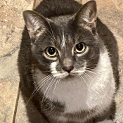 Bean, a White, Dark-grey Manx Cat