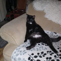 {petName}, a Black, White Black cat Cat